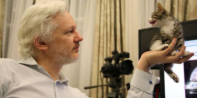 This is an undated handout photo issued by Sunshine Press made available Tuesday May 10, 2016 of WikiLeaks founder Julian Assange with a kitten in Ecuador's embassy in London . It may not be so lonely for WikiLeaks founder Julian Assange in the embassy quarters he's called home for nearly four years. Now he has a kitten to keep him company.The kitten had not been named yet. (Sunshine Press/Wikileaks via AP)