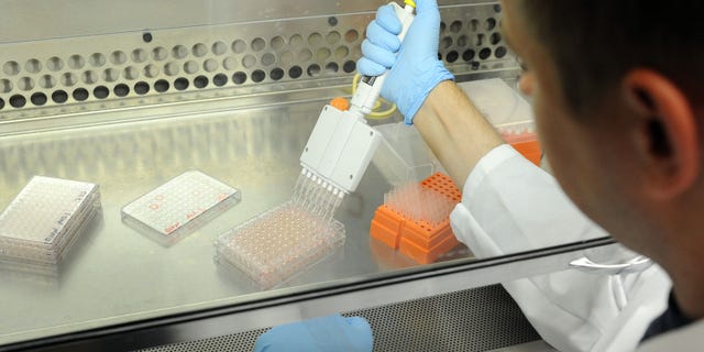 PHILADELPHIA, PA - JULY 31: Scientist Rafal Kaminski, a member of the research team works to introduce cells into lightly infected HIV virus cells as part of the HIV elimination process July 31, 2014 at Temple University Hospital in Philadelphia, Pennsylvania. Researchers have developed a way to eliminate HIV from cells in the laboratory. There is no time frame for clinical trials. (Photo by William Thomas Cain/Getty Images)