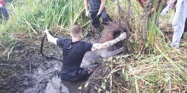 Volunteers came to the aid of the horse in the Rhebogue area of Limerick.