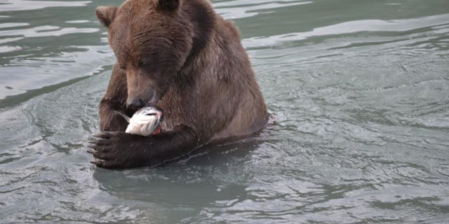 bear