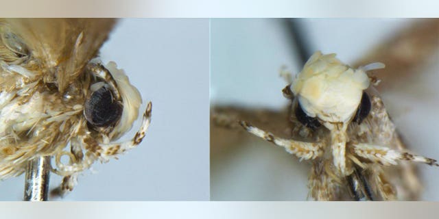 Neopalpa donaldtrumpi.
