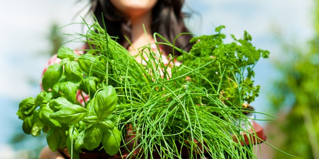 Gardening in summer - happy woman with different kind of fresh herbs