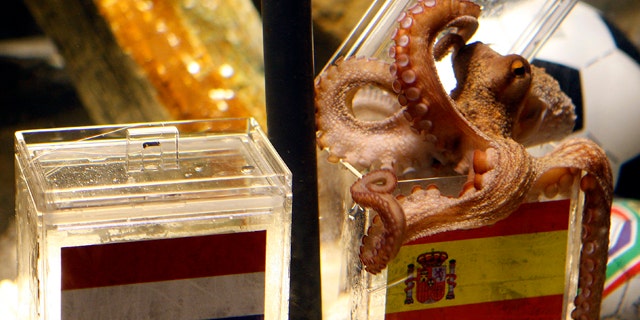 July 9: Paul works his magic at the SeaLife Aquarium in Oberhausen, Germany. The aquarium announced Tuesday that the famed octopus has died at 2 1/2.