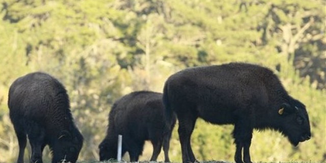Young bison are shown at the Golden Gate Park Buffalo Paddock in San Francisco, Thursday, Jan. 5, 2012. San Francisco officials are blaming an off-leash dog for the death of a baby bison found injured in its enclosure at Golden Gate Park. The San Francisco parks department says the bison was found with a laceration on its side and three broken ribs Wednesday morning. (AP Photo/Jeff Chiu)