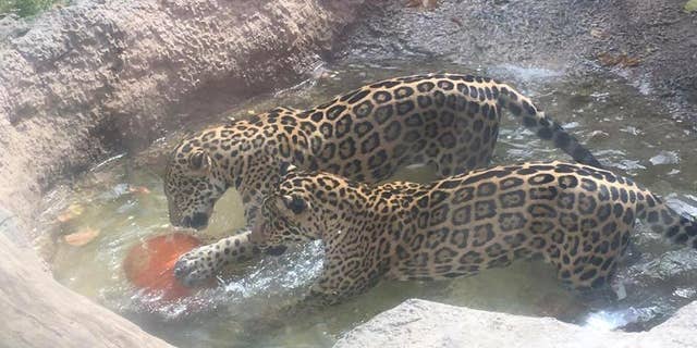 Estrella, one of the jaguars at Abilene Zoo in Texas, escaped its pen and attacked a spider monkey at a nearby exhibit on Monday.