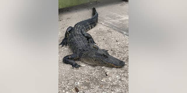 alligator florida