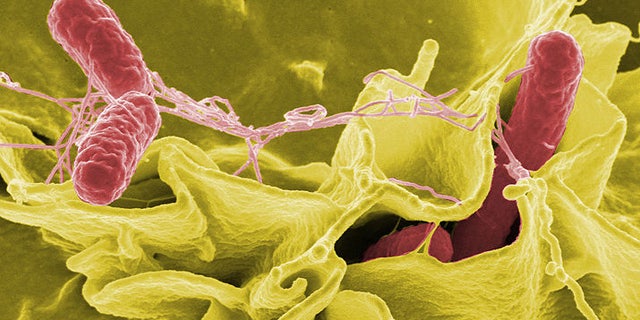 Color-enhanced scanning electron micrograph showing Salmonella typhimurium (red) invading cultured human cells.