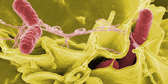 Color-enhanced scanning electron micrograph showing Salmonella typhimurium (red) invading cultured human cells.