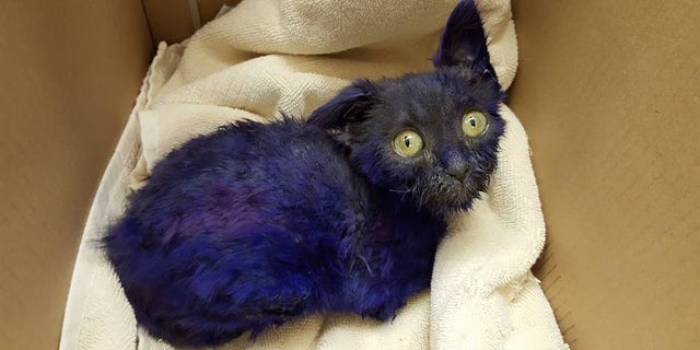 "Smurf" was found dyed purple with about 20 bite marks on his body.