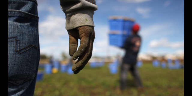 WELLINGTON, CO - OCTOBER 11: Mexican migrant workers harvest organic spinach at Grant Family Farms on October 11, 2011 in Wellington, Colorado. Although demand for the farm's organic produce is high, Andy Grant said that his migrant labor force, mostly from Mexico, is sharply down this year and that he'll be unable to harvest up to a third of his fall crops, leaving vegetables in the fields to rot. He said that stricter U.S. immigration policies nationwide have created a "climate of fear" in the immigrant community and many workers have either gone back to Mexico or have been deported. Although Grant requires proof of legal immigration status from his employees, undocumented migrant workers frequently obtain falsified permits in order to work throughout the U.S. Many farmers nationwide say they have found it nearly impossible to hire American citizens for labor-intensive seasonal farm work. (Photo by John Moore/Getty Images)