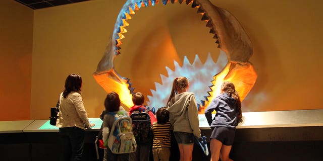 In this photo from March 16, 2011, kids look at the shark jaw of a megalodon, a prehistoric shark, at the Museum of Nature and Science in Dallas.  The jaw is 11 feet wide and nearly 9 feet long, it consists of 182 teeth collected from rivers in South Carolina.