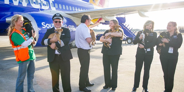 Transporting the four-legged passengers was months in the making.