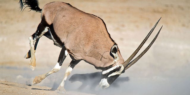 Pic Dirk Theron/Caters News - (Pictured: The oryx and honey badger lunge at each other as the honey badger goes for the oryxs legs.) - A honey badger has been flung through the air after attempting to attack an oryx. Dirk Theron, 45, from Cape Town, South Africa, was visiting Etosha National Park, when he spotted the fighting pair.The photos show the honey badger attacking an oryx and despite being flung six metres into the air he refuses to give up and keeps on coming back for more.SEE CATERS COPY