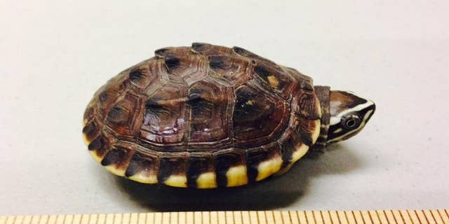In a photo provided by the U.S. Attorney's office, a smuggled turtle is seen next to a ruler. A Canadian man who repeatedly entered Michigan to buy and ship thousands of turtles to his native China was sentenced to nearly five years in federal prison Tuesday, April 12, 2016 for smuggling. It was a tough punishment for Kai Xu, who has been locked up for 19 months since his arrest and had hoped to be released. The 27-year-old expressed remorse to a judge and thanked agents "for stopping the darkness of my greed and ignorance." (U.S. Attorney's Office via AP)