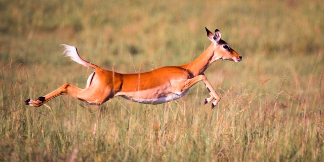 A momma deer came charging out of the woods after hearing a newborn baby crying, a video posted on TikTok shows. (iStock). 