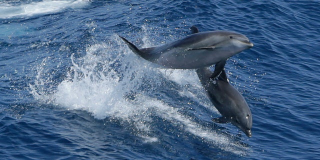 A pair of dolphins leap in the Atlantic Ocean between Bermuda and the United States main land.