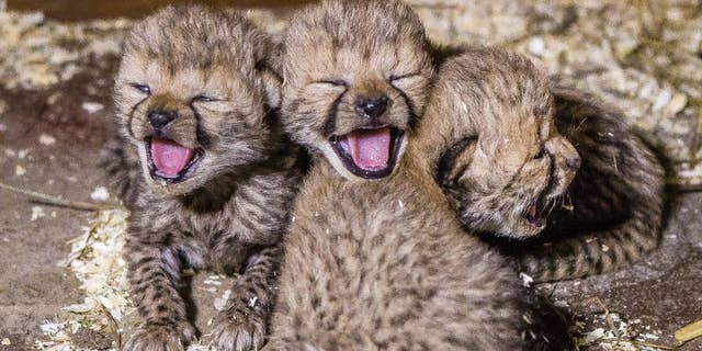 In this picture provided by the Prague Zoo and taken on, Monday Dec. 1, 2014, shows three of the newly born cheetah quadruplets yawning. The zoo says the four who have been born on Nov. 21, 2014 have survived the most critical period after the birth and their mother, the three-year-old Savannah, is taking good care of them. (AP Photo/Petr Hamerník, Zoo Praha)