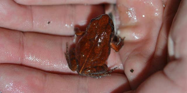 In this Dec. 3, 2016 photo, a man holds a rare frog that hasn't been seen in decades, in Bulawayo, Zimbabwe. The Artholeptis troglodytes, also known as the “cave squeaker” because of its preferred habitat, was discovered in 1962 but there were no reported sightings of the elusive amphibian after that. An international “red list” of threatened species tagged them as critically endangered and possibly extinct. (AP Photo/ Francois Becker)