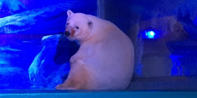 A polar bear at the Grandview Aquarium (Animals Asia)