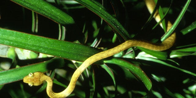 The brown tree snake, an invasive species that costs Guam millions and has killed six species of bird to date.
