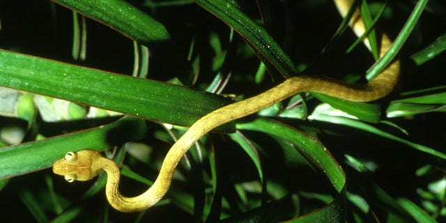 The brown tree snake, an invasive species that costs Guam millions and has killed six species of bird to date.