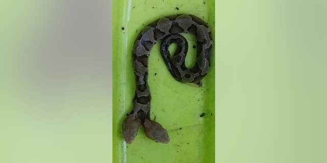 The snake was spotted in a Woodbridge, Virginia, resident’s backyard.