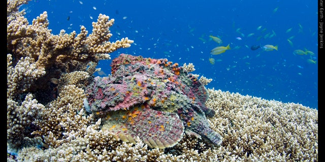 Ribbon Reef