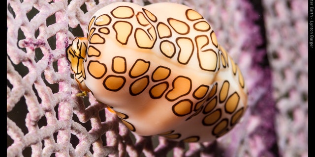 Belize SeaSnail