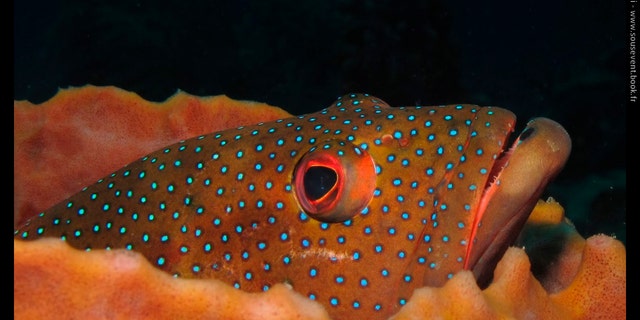 Guadaloupe Coral Cod.