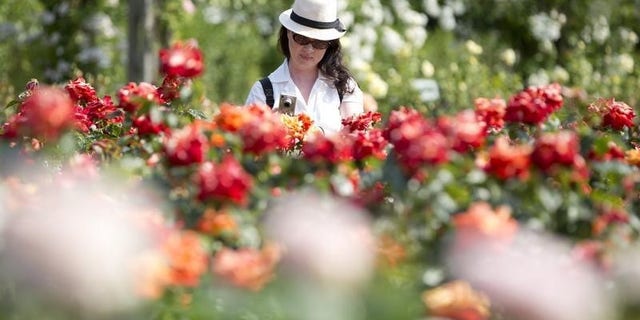A woman photographs roses at Regent's Park in London July 5, 2013. REUTERS/Neil Hall