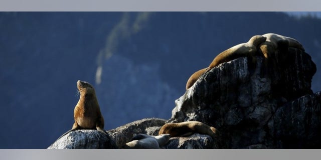 Sea lions bask on a rock as U.S. President Barack Obama (not pictured) takes a boat tour of Kenai Fjords National Park in Seward, Alaska September 1, 2015. REUTERS/Jonathan Ernst