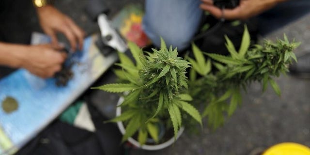 A marijuana plant during a demonstration in support of the legalization of marijuana in Medellin, May 2, 2015. REUTERS/Fredy Builes