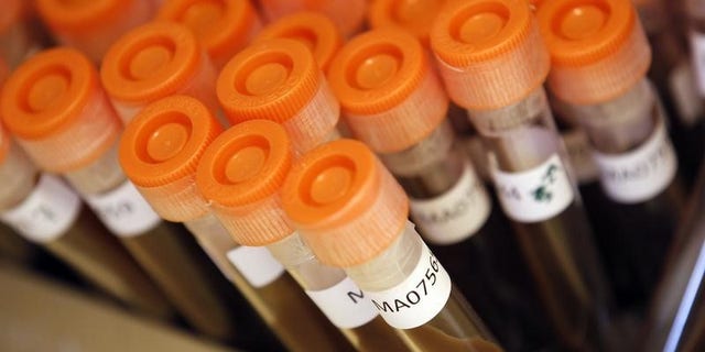 Test tubes filled with samples of bacteria to be tested are seen at the Health Protection Agency in north London March 9, 2011.    REUTERS/Suzanne Plunkett