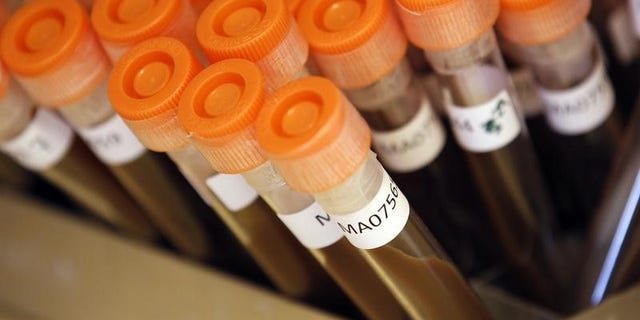 Test tubes filled with samples of bacteria to be tested are seen at the Health Protection Agency in north London March 9, 2011. REUTERS/Suzanne Plunkett