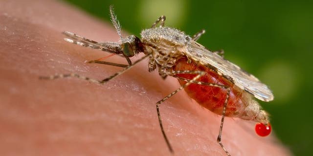 An Anopheles stephensi mosquito gets a blood meal from a human host in this handout photo obtained by Reuters on Nov. 23, 2015.  