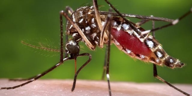 A female Aedes aegypti mosquito is shown in this 2006 Center for Disease Control (CDC) photograph released to Reuters on October 30, 2013. REUTERS/James Gathany/CDC/Handout via Reuters/Files