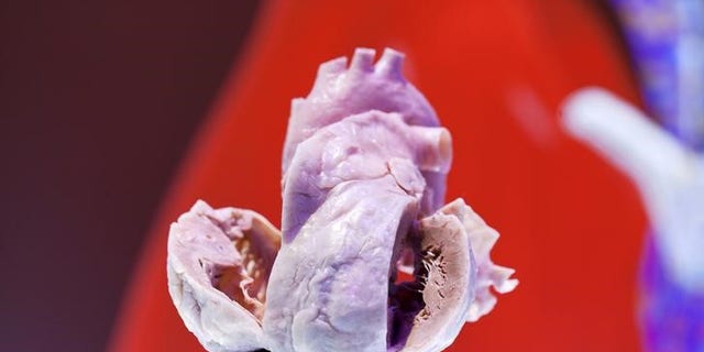A plastinated human heart is on display at the European Society of Cardiology meeting venue in Amsterdam September 2, 2013. REUTERS/Cris Toala Olivares