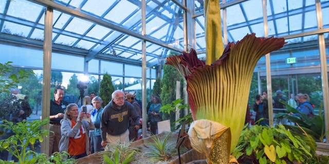 Visitors to the Denver Botanic Gardens take a gander at a giant corpse flower (Amorphophallus titanum) that bloomed August 19. This was the first bloom for the 13-year-old plant, which produces a smell like rotting meat meant to attract flies,