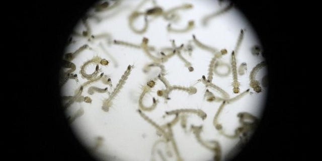 Larvae of Aedes aegypti mosquito is seen in a research area to help prevent the spread of Zika virus and other mosquito-borne diseases, at the entomology department of the Minister of Public Health, in Guatemala City, Guatemala January 28, 2016. REUTERS/Josue Decavele