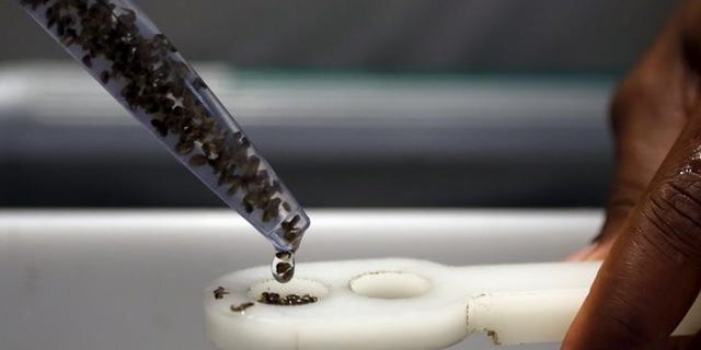 A technician from Oxitec inspects pupae of genetically modified Aedes aegypti mosquitoes in Campinas, Brazil, January 28, 2016. REUTERS/Paulo Whitaker