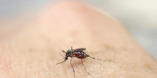 Colombia Declares End To Zika Epidemic Inside Country Fox News 6184