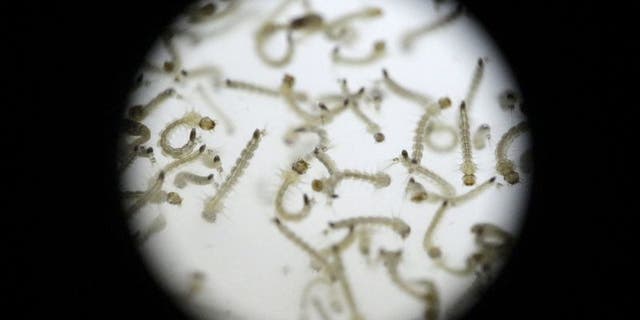 Larvae of Aedes aegypti mosquito is seen in a research area to help prevent the spread of Zika virus and other mosquito-borne diseases, at the entomology department of the Minister of Public Health, in Guatemala City, Guatemala January 28, 2016. REUTERS/Josue Decavele
