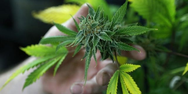 A fully budded marijuana plant ready for trimming is seen at the Botanacare marijuana store ahead of their grand opening on New Year's day in Northglenn, Colorado