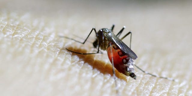 Female Aedes aegypti mosquito is seen on a health technician in Guatemala City