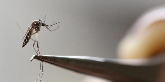 An Aedes Aegypti mosquito is seen in a lab of the International Training and Medical Research Training Center (CIDEIM) in Cali, Colombia