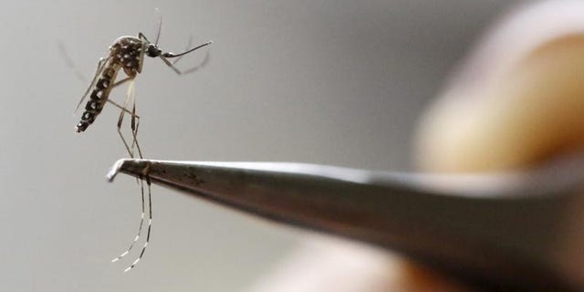 An Aedes Aegypti mosquito is seen in a lab of the International Training and Medical Research Training Center (CIDEIM) in Cali, Colombia