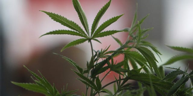 A Cannabis plant is pictured at the "Weed the People" event as enthusiasts gather to celebrate the legalization of the recreational use of marijuana in Portland, Oregon