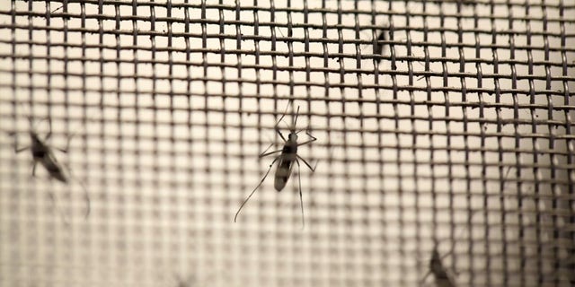 Aedes aegypti mosquitoes are seen at the Laboratory of Entomology and Ecology of the Dengue Branch of the U.S. Centers for Disease Control and Prevention in San Juan