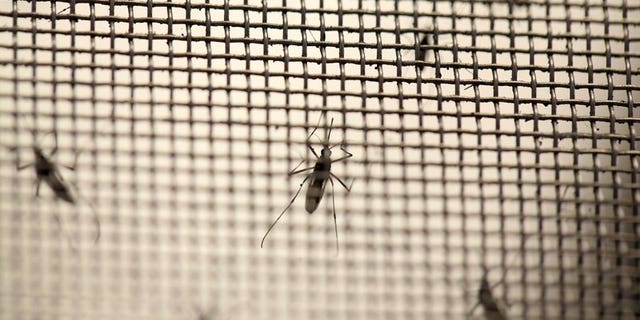 Aedes aegypti mosquitoes are seen at the Laboratory of Entomology and Ecology of the Dengue Branch of the U.S. Centers for Disease Control and Prevention in San Juan