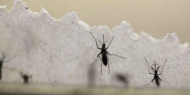 Aedes aegypti mosquitoes are seen at the Laboratory of Entomology and Ecology of the Dengue Branch of the U.S. Centers for Disease Control and Prevention in San Juan